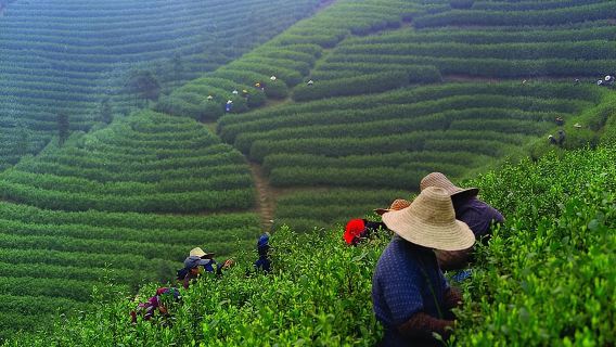 Experience Chengdu: Private Tea-Making Day Tour of Mengdingshan Tea Plantation