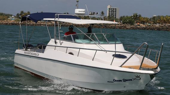 Sports Boat- Private Whale Watching Trip( free breakfast & paid pick-up)