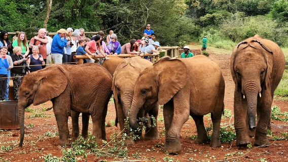 Half day tour to Elephant orphanage and Giraffe Centre Nairobi