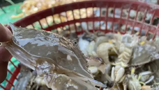 天津包船出海捕魚+海上觀光+免費加工+品嚐海鮮+海上聚會（餐廳、空調、廁所、拖網、卡拉OK、船上可燒烤）