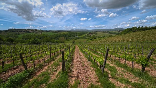 Siena: Un'esperienza di tour e degustazione di vini
