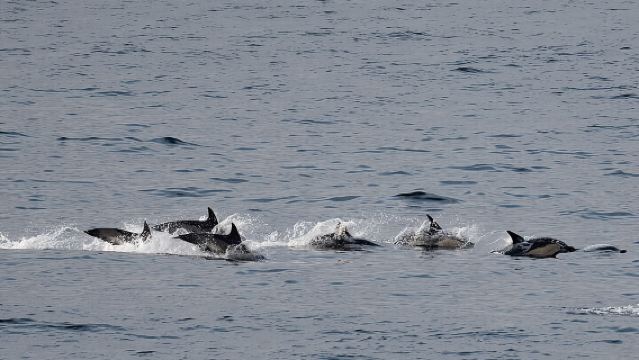 ฟอร์ตวิลเลียม ซีลไอส์แลนด์ ครูซ