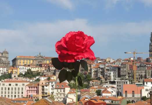 Explore Porto's Soul: Walking Tour & Clérigos Church
