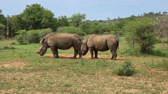 Hluhluwe-Imfolozi: Big 5 Safari di mezza giornata o intera