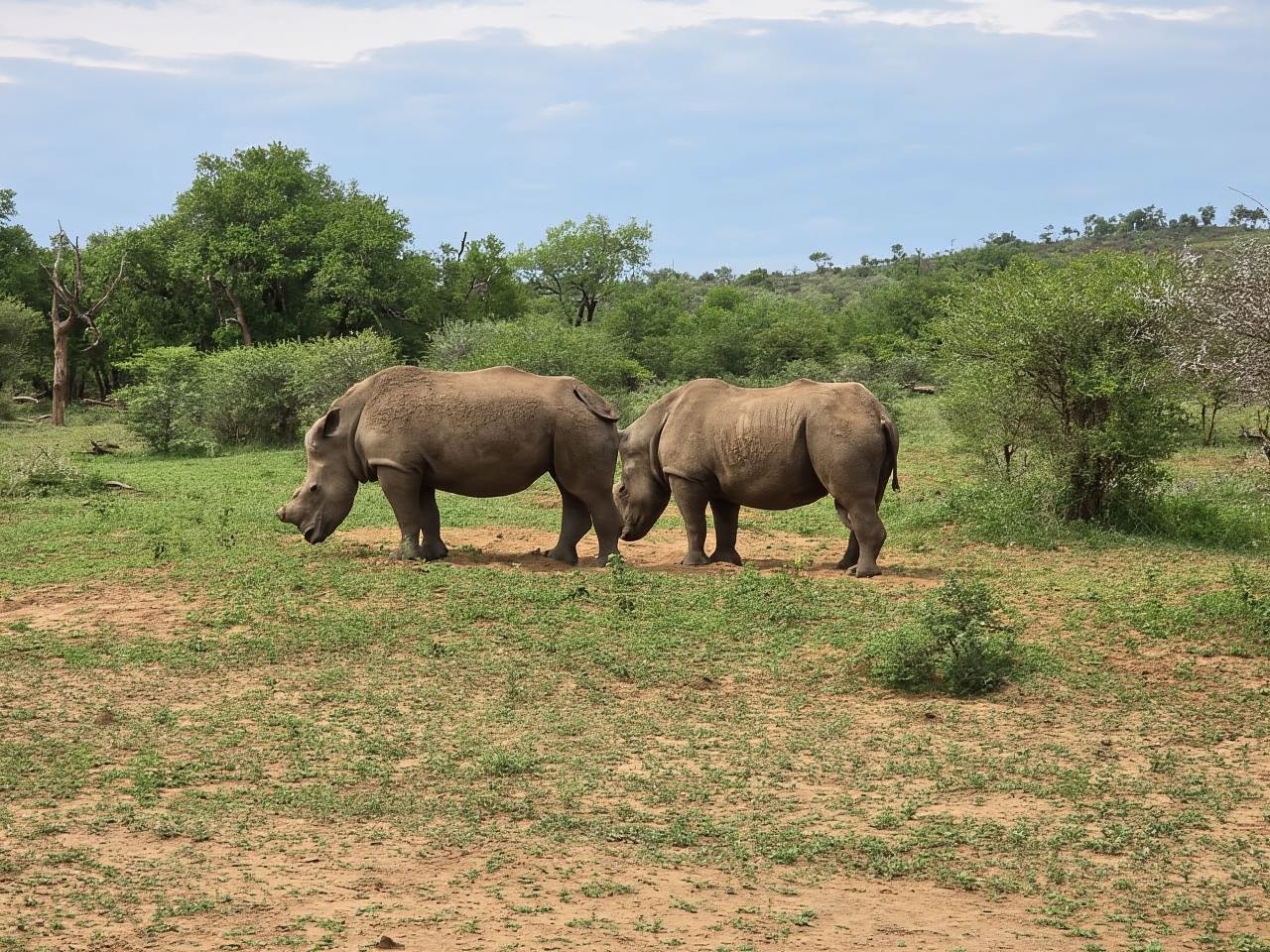 Hluhluwe-Imfolozi: Big 5 Ganz- oder Halbtagessafari