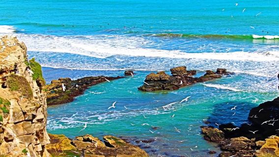 新西蘭奧克蘭包車一日遊 奧克蘭市內+達文波特小鎮+鳥島黑沙灘