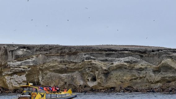 Half-day tour to Magdalena Island from Punta Arenas, Chile