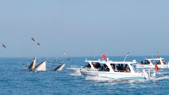 【北海潿洲島遊艇尋鯨】廣西北海觀鯨體驗/海上尋布氏鯨/遊艇觀光(北海限定特色體驗)