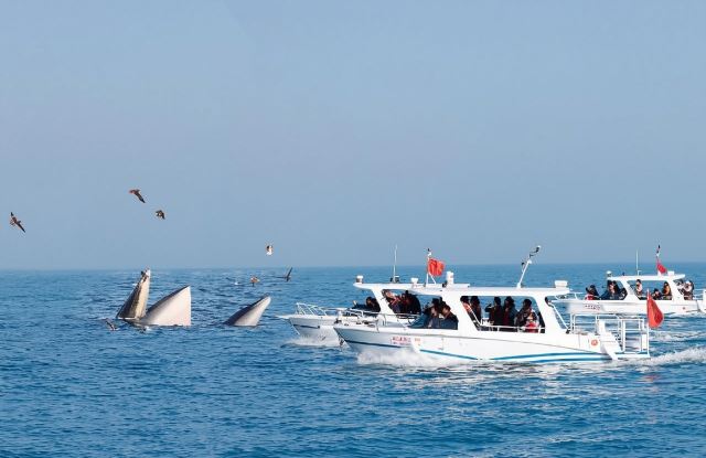 【北海潿洲島遊艇尋鯨】廣西北海觀鯨體驗/海上尋布氏鯨/遊艇觀光（北海限定特色體驗）