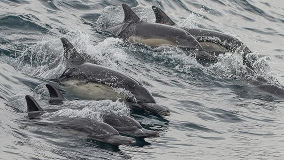 ซานเปโดร: ล่องเรือชมโลมาและวาฬที่เวสต์ฮาร์เบอร์ แอลเอ