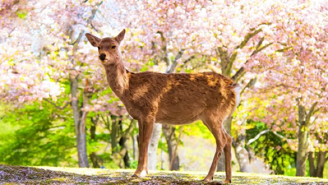 Excursión de un día a Osaka: Templos antiguos de Kioto, calles Sannen-zaka y Ninen-zaka, alimentar a los ciervos en el Parque de Nara y Fushimi Inari-Taisha