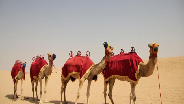 Desert Safari, Dune Bashing and BBQ Dinner