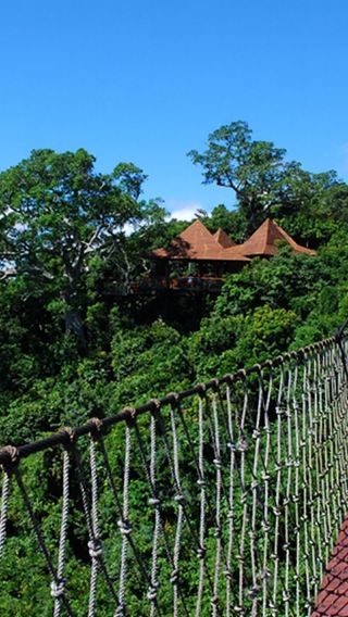Premium group · Yalong Bay Tropical Paradise Forest Park + sightseeing car + suspension bridge + lunch + glass walkway