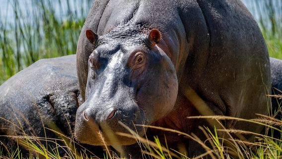 ซาฟารี 1 วันสู่อุทยานแห่งชาติ Akagera-Big5 Safari