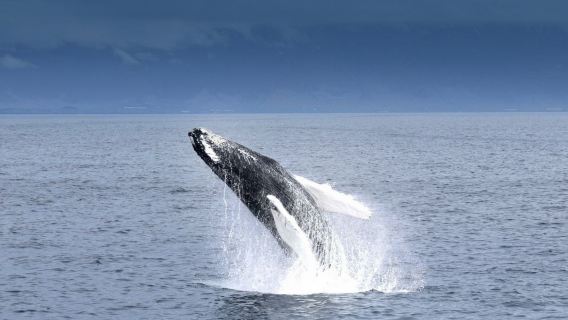 Рейкьявик, Исландия: яхты и прогулочные лодки на яхте для наблюдения за китами с дополнительным аудиогид(забор из отеля по желанию)