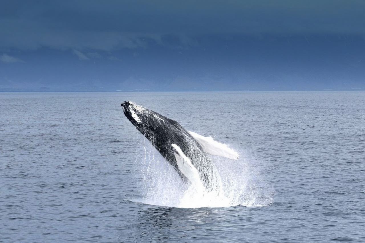 Reykjavik, Iceland Whale Watching Yacht/Cruise/Boat Tour with Optional Audio Guide (Hotel Pickup Available)