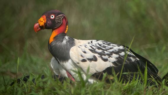 Esquipulas Rainforest - Private Birding - Fully Customizable Tour