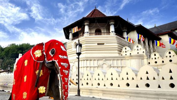 Colombo, Sri Lanka + Elephant Orphanage + Temple of the Tooth Relic in Kandy + Kandy Lake Day Tour|private charter&