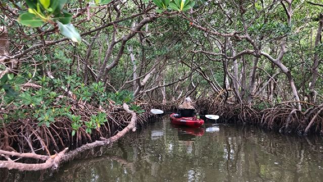 Sarasota Guided Mangrove Tunnel Kayak Tour