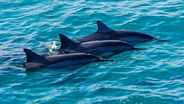 Crociera per l'avvistamento dei delfini con scivolo d'acqua e snorkeling a Oahu