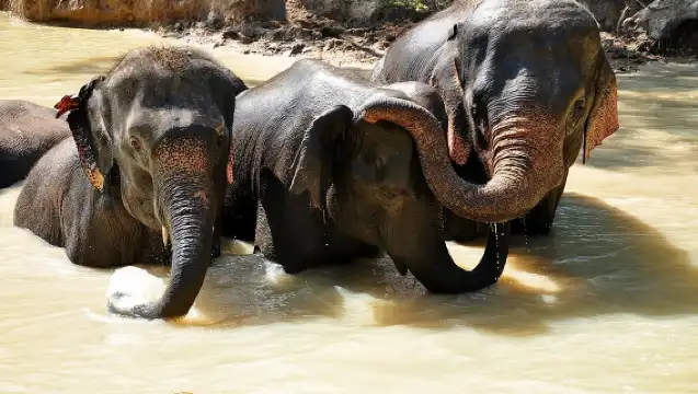 3-in-1: Doi Inthanon Tour, Elephant Sanctuary, and Trekking Trail