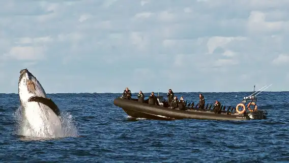 悉尼觀鯨遊船  OZ/Orca/網紅小黑船/小白船/Fantasea幻多奇觀鯨遊船/快艇可選（全澳超全觀鯨選擇）