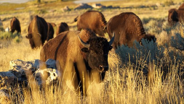 Great Salt Lake Wildlife Experience