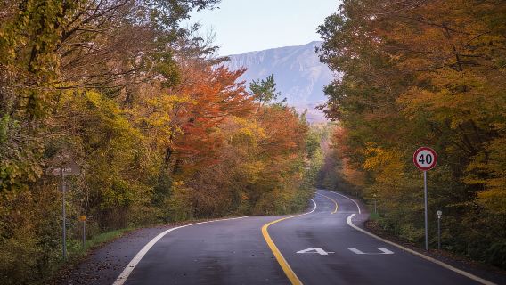 Busan: Mt. Jiri or Juwangsan Park Autumn Foliage Day Tour