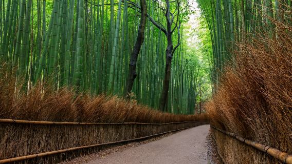Tour en autobús de 1 día por Osaka/Kioto: Katsuoji, Kinkakuji y Arashiyama