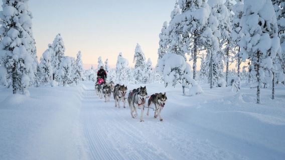 Experiencia en trineo de huskies en el Pueblo de Papá Noel - Paseo corto sin conducción propia
