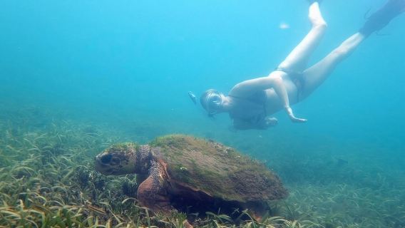 Private Snorkeling and Sightseeing Tour of Antigua