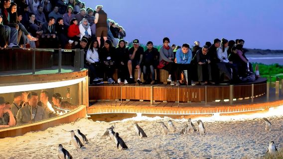 Excursión de un día a Phillip Island en grupo reducido desde Melbourne