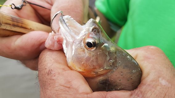 Excursión de pesca de pirañas y avistamiento de caimanes en el río Solimões