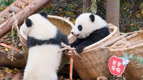 Chengdu Private Tour: Panda, Wenshu Temple, People's Park & More
