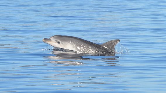 Tour to Figarolo Island with the possibility to observe dolphins