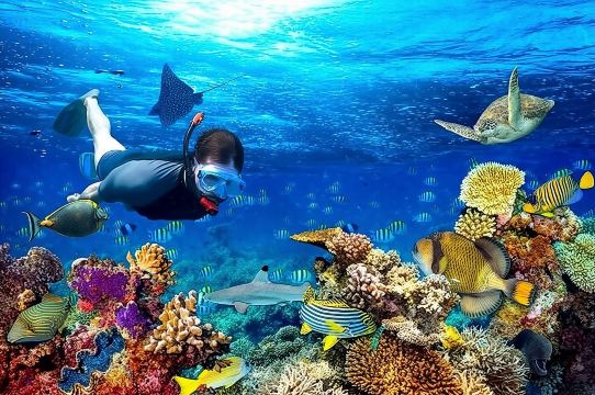 Ekskursi Pantai Roatan Snorkeling, Sloth & Monyet, Istirahat Pantai