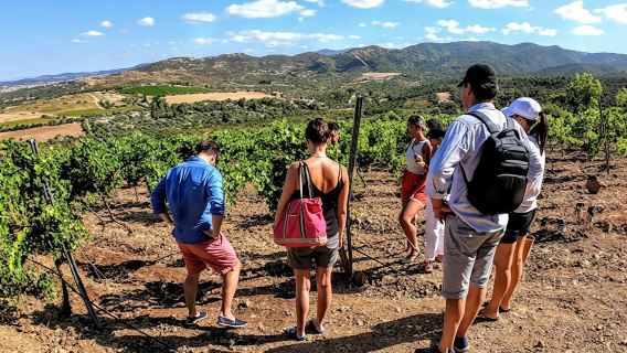 Small Group Tour with Brunch and Wine Tasting from Cagliari