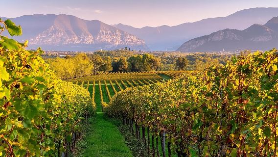 VIP Experience to Lake Iseo and Franciacorta Wine Tasting