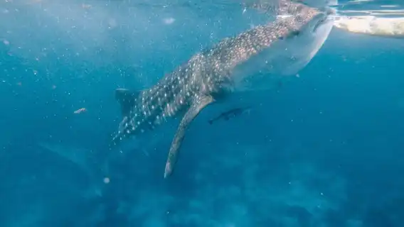 From Cebu: Oslob Whale Shark Watching + Sumilon Island Snorkeling one-day tour | Round-trip transfer