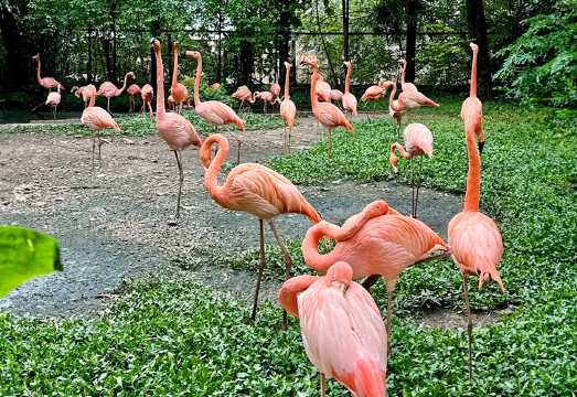 1-day tour to Safari World Bangkok|Optional buffet|Two-attraction Admission Ticket|Independent travel