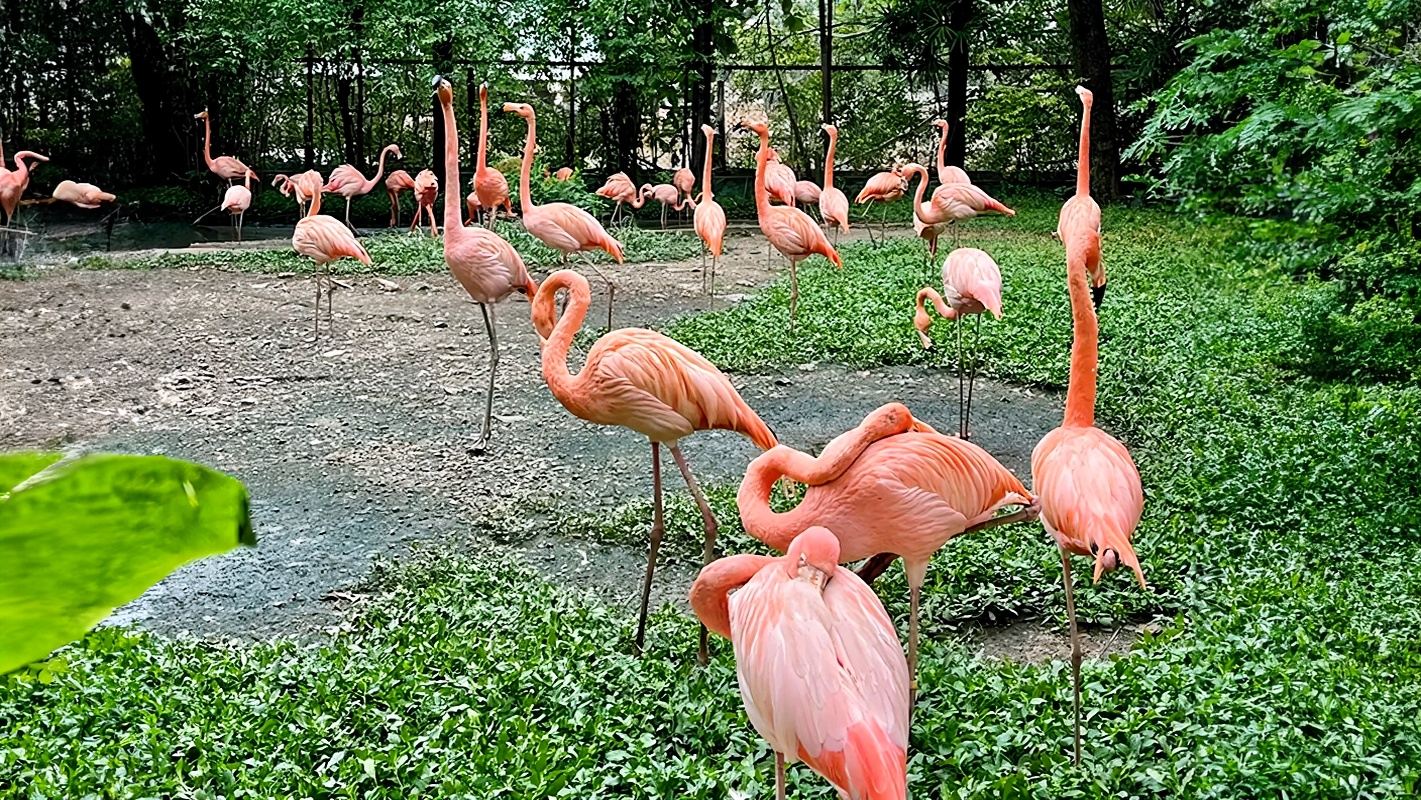 1-day tour to Safari World Bangkok|Optional buffet|Two-attraction Admission Ticket|Independent travel