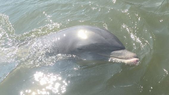 Best of Marco Island Dolphin Tour