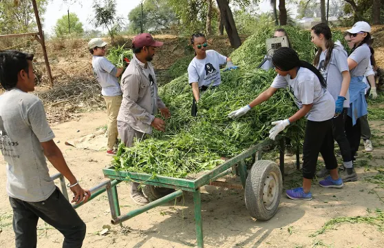 雙重奇觀之旅：泰姬陵日出與大象保育體驗