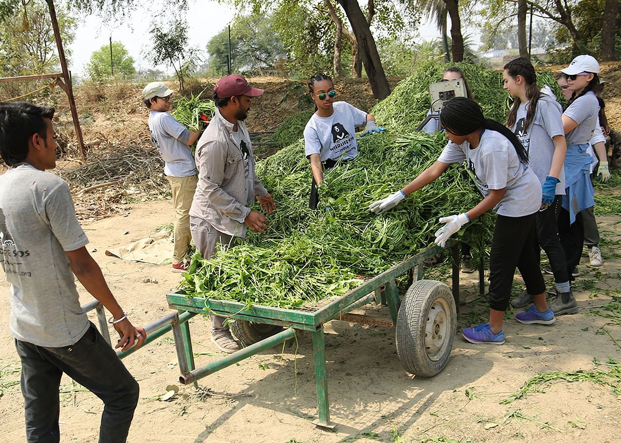 A Tale of Two Wonders: Taj Mahal Sunrise & Elephant Conservation Experience