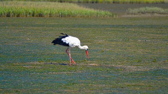 Algarve: Olhão-Highlights-Tour und Ria-Formosa-Bootsfahrt