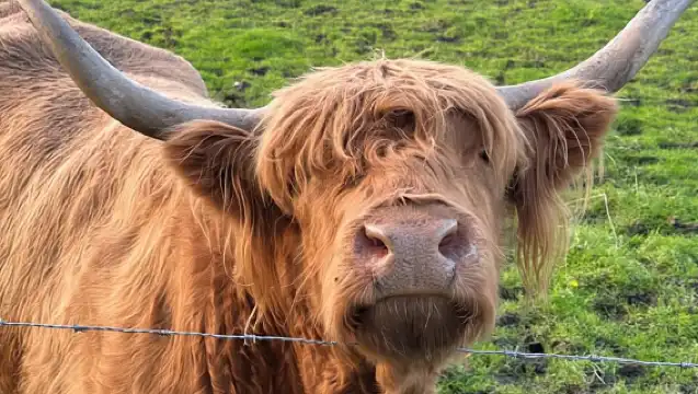 From Edinburgh: Glenfinnan, Fort William and Highland Cows