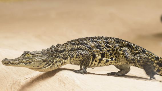 Torremolinos: Crocodile Park Entrance Ticket