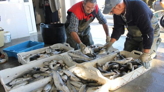 Ebro Delta: Northern Delta Guided Tour with a Local