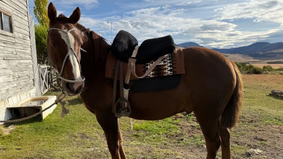 Puerto Natales: Cabalgata de día completo a las montañas
