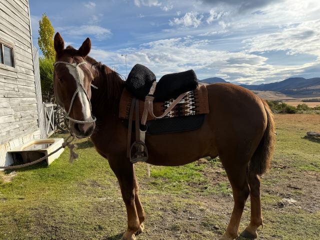 Puerto Natales: Berkuda dengan Horse Connection